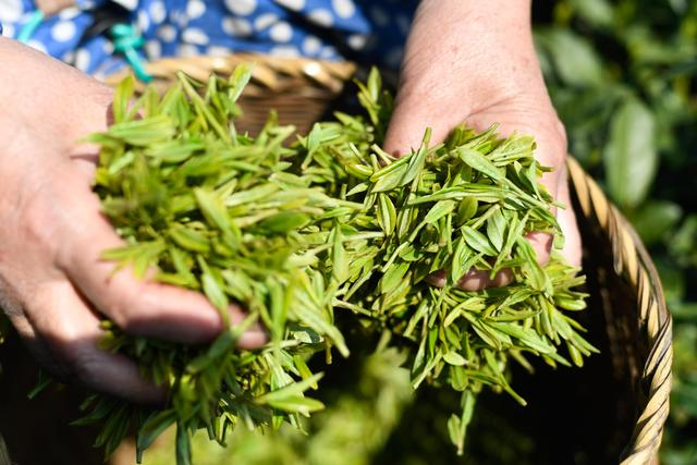 【立法保護產(chǎn)業(yè)發(fā)展】杭州立法保護管理西湖龍井茶