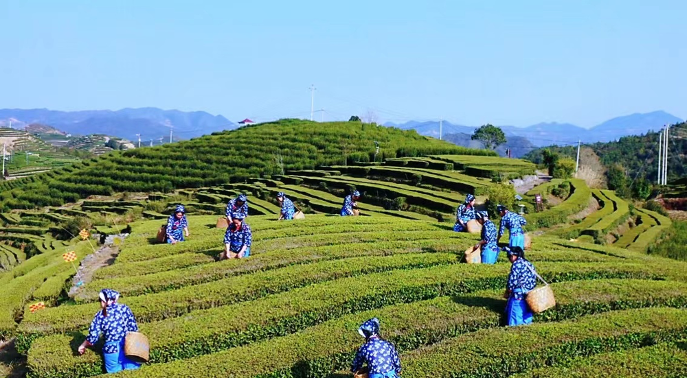 茶山春色美 茶農采茶忙