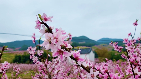 浙江義烏：千畝桃花漫山開