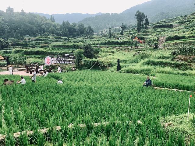今夏，讓我們凝望這些中華農(nóng)耕文明“活化石”