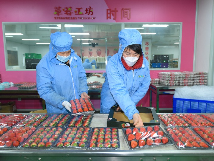 浙江建德：草莓點亮當?shù)亟洕? />  
<div>浙江建德：草莓點亮當?shù)亟洕?/div>
</a> 
</div>
</div>
</div>
<script src=