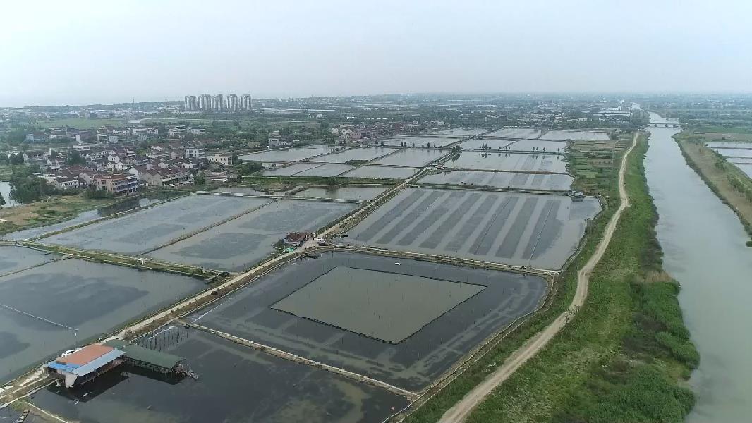 浙江湖州：“太湖河蝦”迎豐收 上岸漁民譜寫生態(tài)共富歌謠