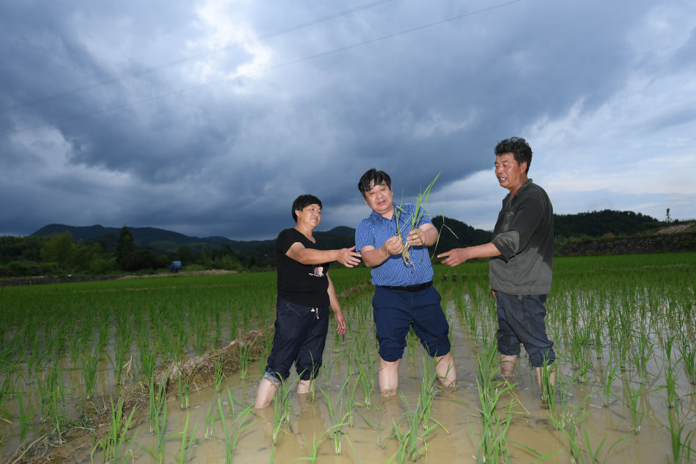聽，田野里動人的科技之歌——科技特派員制度浙江20年實踐紀實