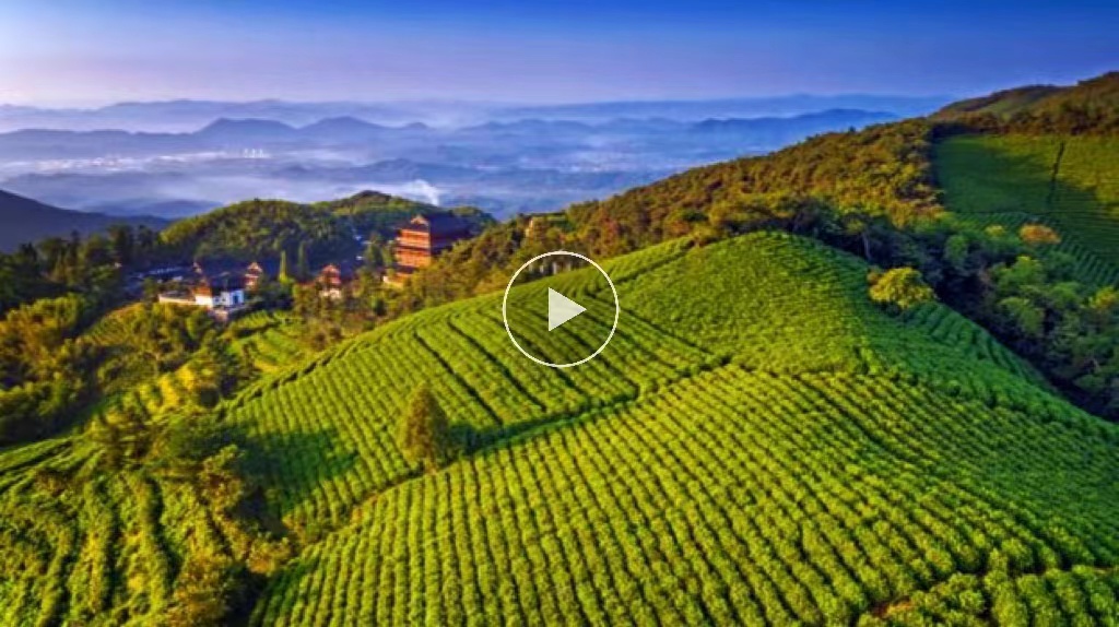 你知道徑山茶嗎？